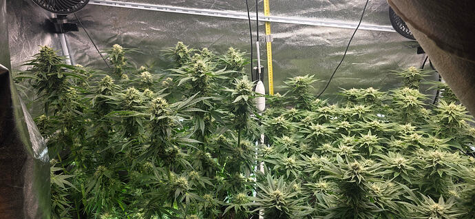 Growreport Bild 20
