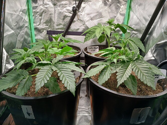 Growreport Bild 4