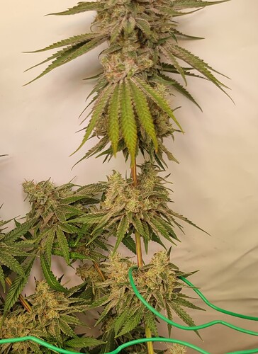 Growreport Bild 9