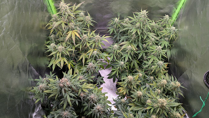 Growreport Bild 13
