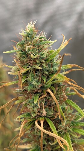 Growreport Bild 9