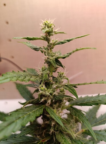 Growreport Bild 9
