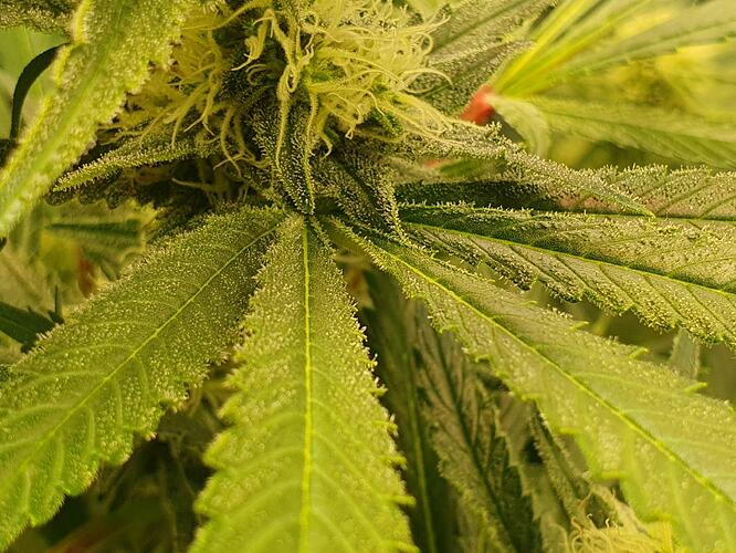Growreport Bild 2