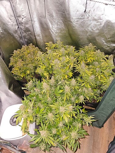Growreport Bild 4