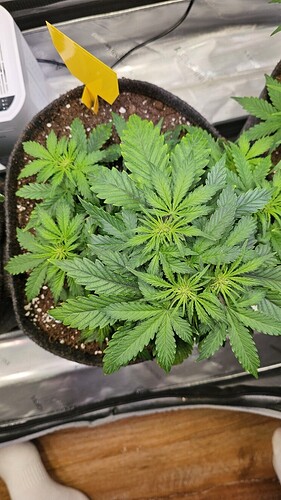 Growreport Bild 6
