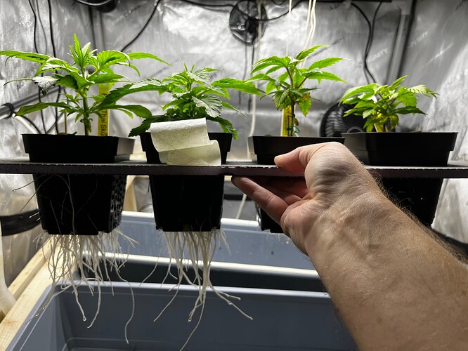 Übersicht_Wurzeln_1