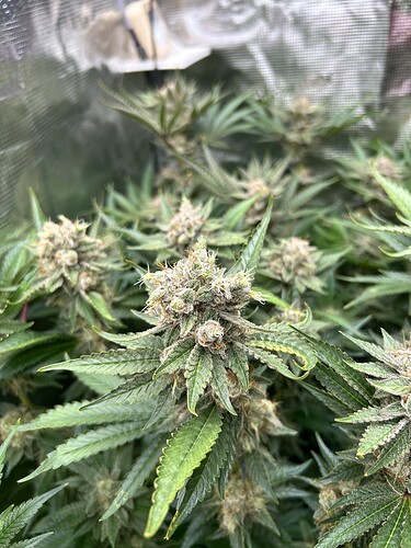 Nahaufnahme von reifenden Cannabis-Buds mit Trichomen und grünen Blättern.