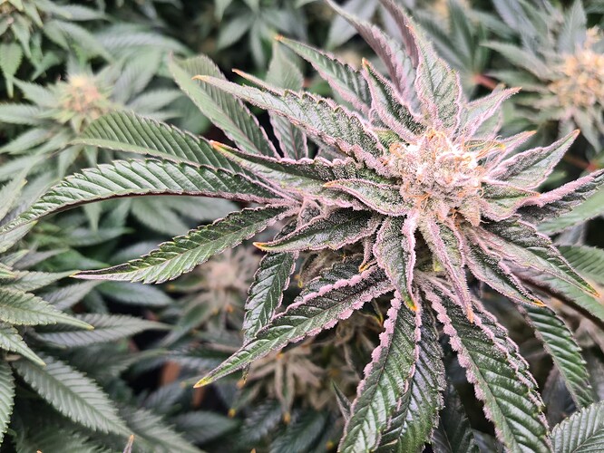 Growreport Bild 1