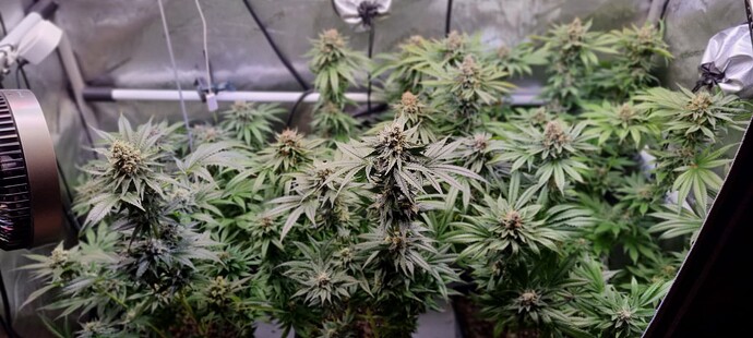 Growreport Bild 47