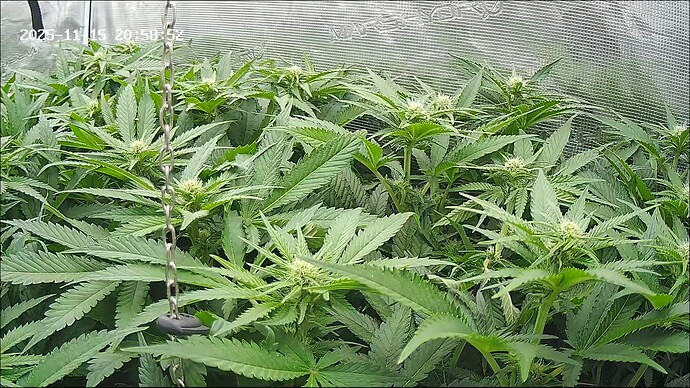 Growreport Bild 33