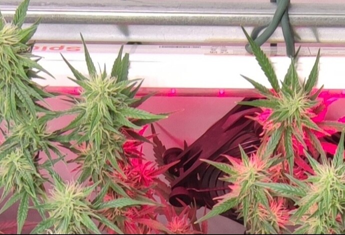 Growreport Bild 47