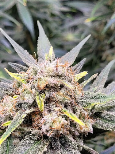Growreport Bild 3