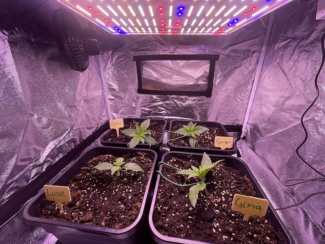 Growreport Bild 2