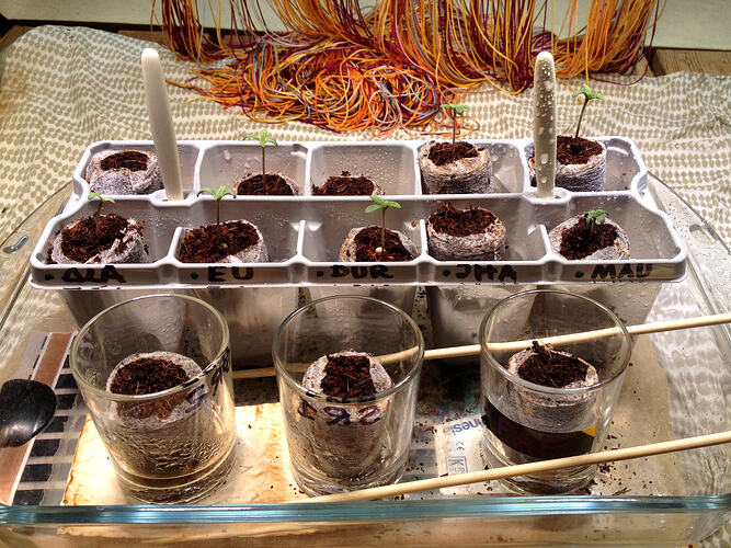Grow26_0510_3