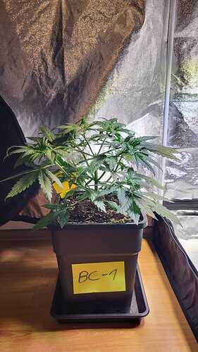 Growreport Bild 23