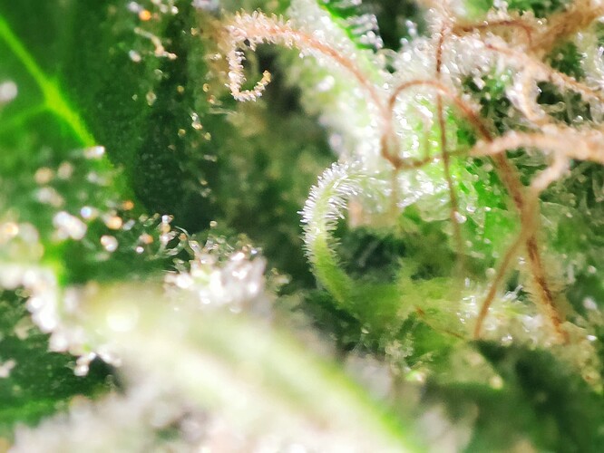 Growreport Bild 46