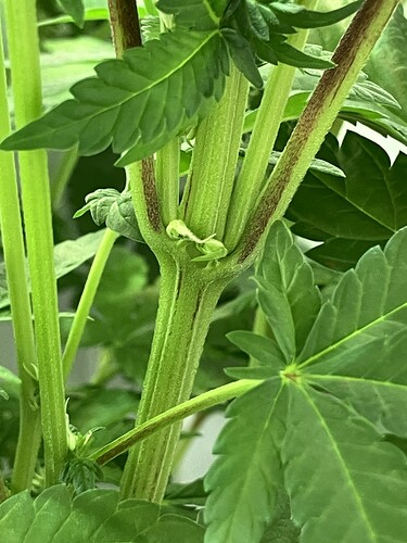 Growreport Bild 1