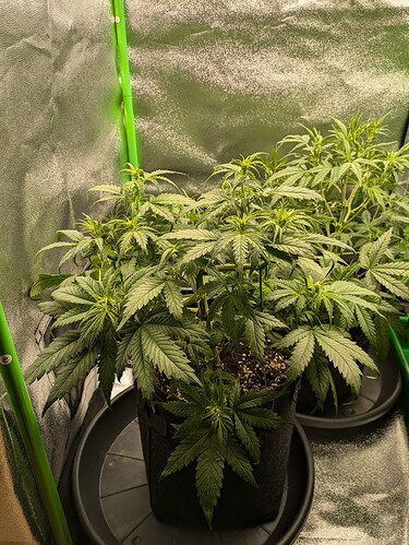 Growreport Bild 28