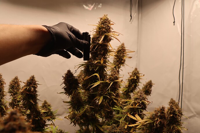 Growreport Bild 3