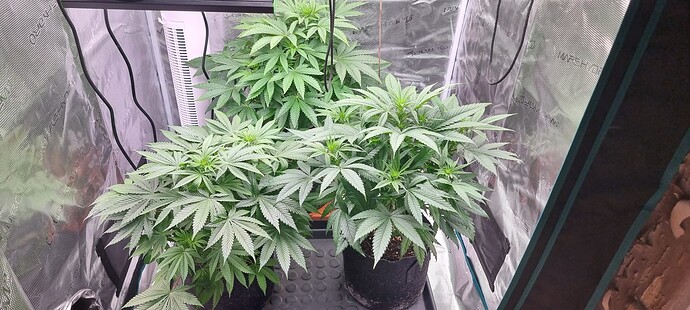 Growreport Bild 6