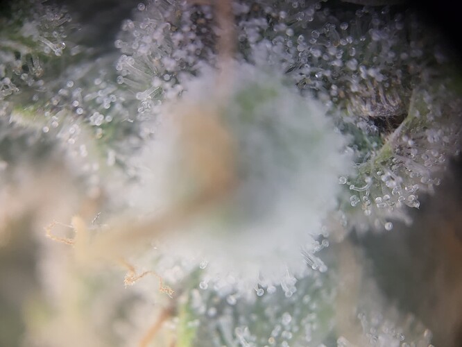 Growreport Bild 5