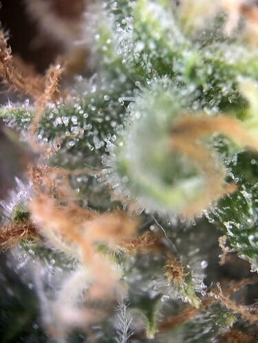 Growreport Bild 73