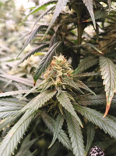 Growreport Bild 27