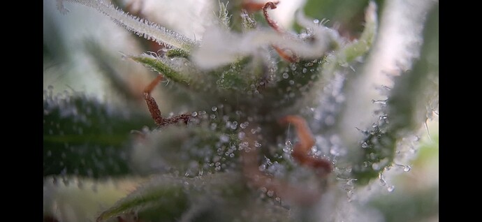 Growreport Bild 15