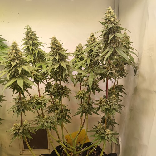 Growreport Bild 3