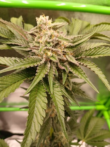 Growreport Bild 4
