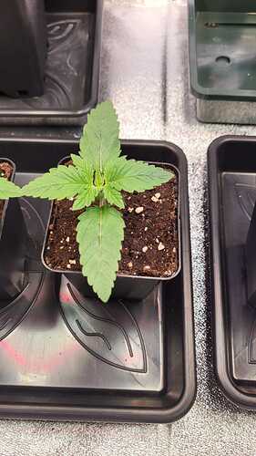 Growreport Bild 49