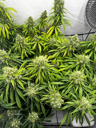 Growreport Bild 5