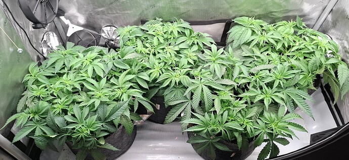 Growreport Bild 2
