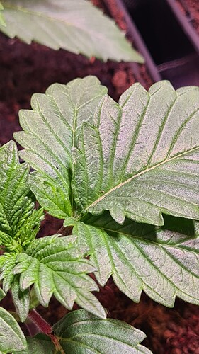 Growreport Bild 8