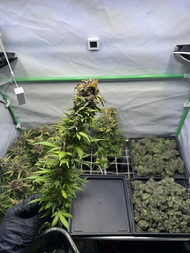 Growreport Bild 18