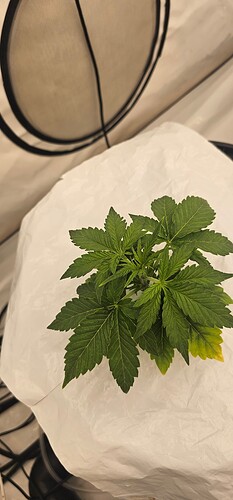 Growreport Bild 27