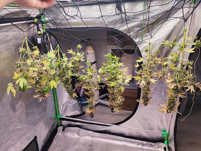 Growreport Bild 129