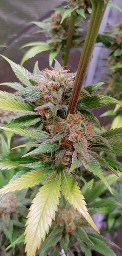 Growreport Bild 3