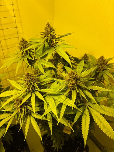 Growreport Bild 9