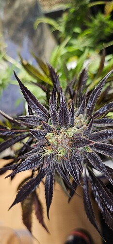 Growreport Bild 37