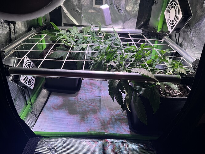Growreport Bild 1