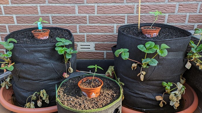 PXL_20240520_065335357