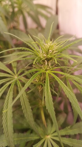 Growreport Bild 3