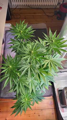 Growreport Bild 4