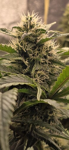 Growreport Bild 13