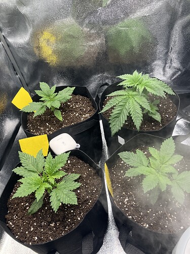 Growreport Bild 25