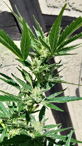 Growreport Bild 16
