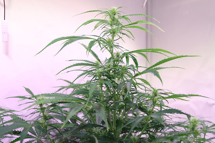 Growreport Bild 8