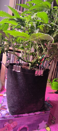 Growreport Bild 9