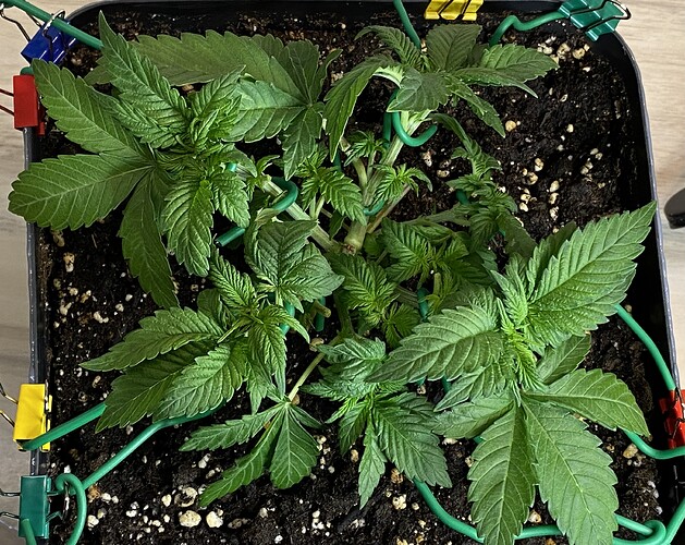 Growreport Bild 33